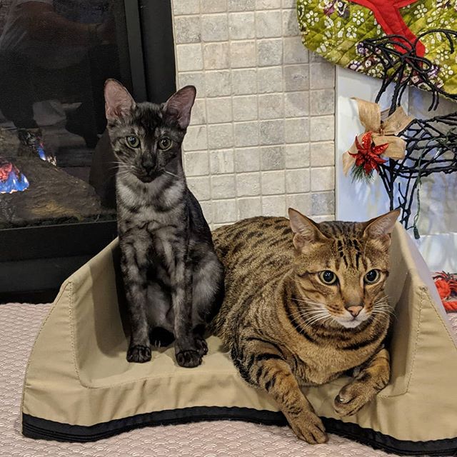 These two will not give up their Lap Cozy, especially when we leave it by the fireplace. Always a great sign to see the new kitty being accepted by the big brother.
#kittys #catsofinstagram #cat #savannahcat