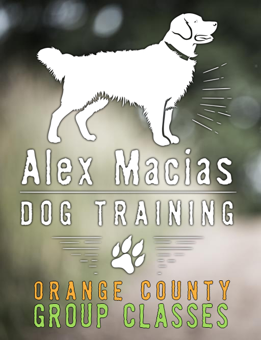 Adult Basic - Feb 20th @ 11:00am - Dogtopia of South Coast