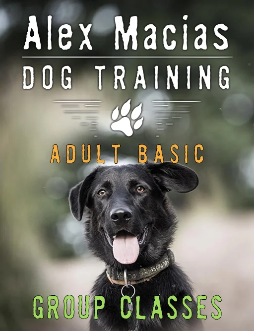 Adult Basic - Jan 26th @ 5:30pm - Dogtopia of South Coast