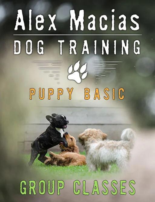 Puppy Socialization Group Dog Training Near Me Group Puppy Classes