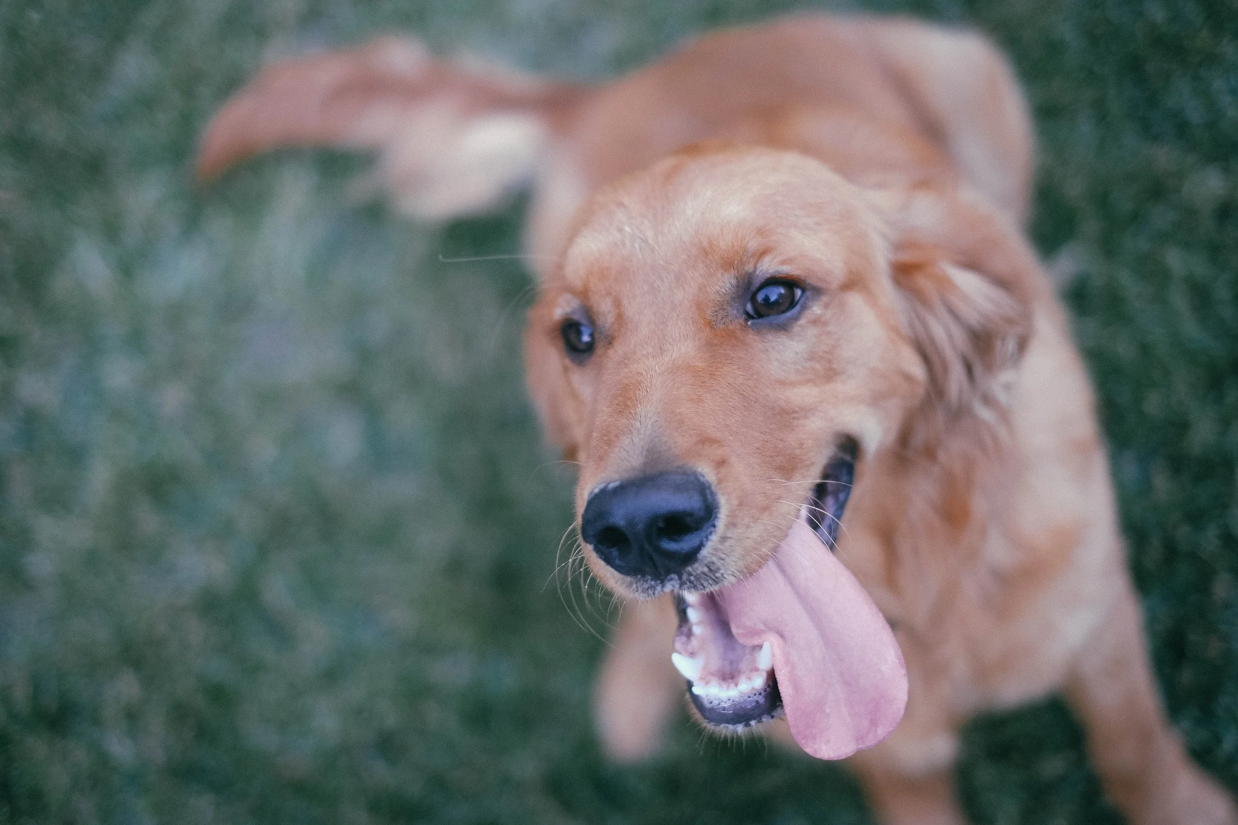 negative-space-golden-retriever-dog-happy-foundry.jpg