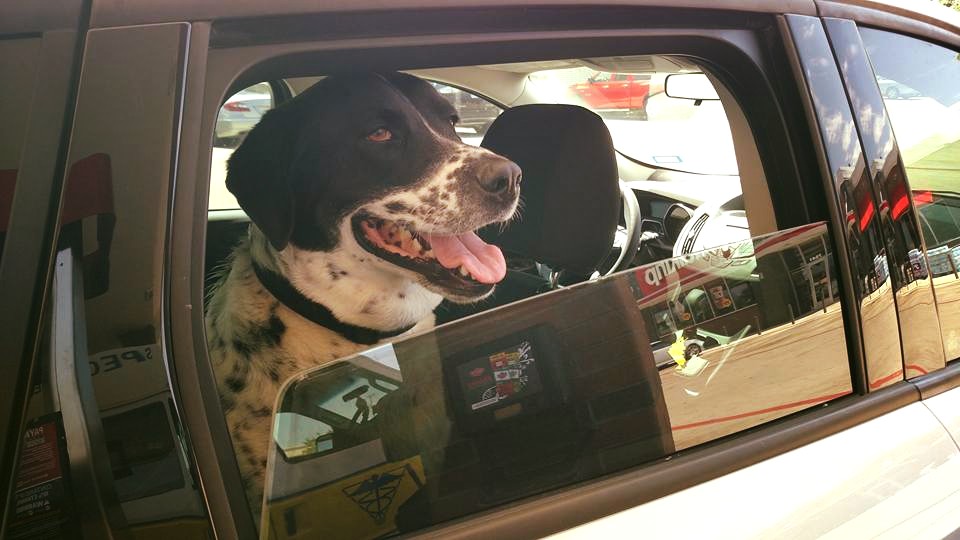 "When I'm not running my driver takes me where I need to go. Driver! To the dog bone store!"