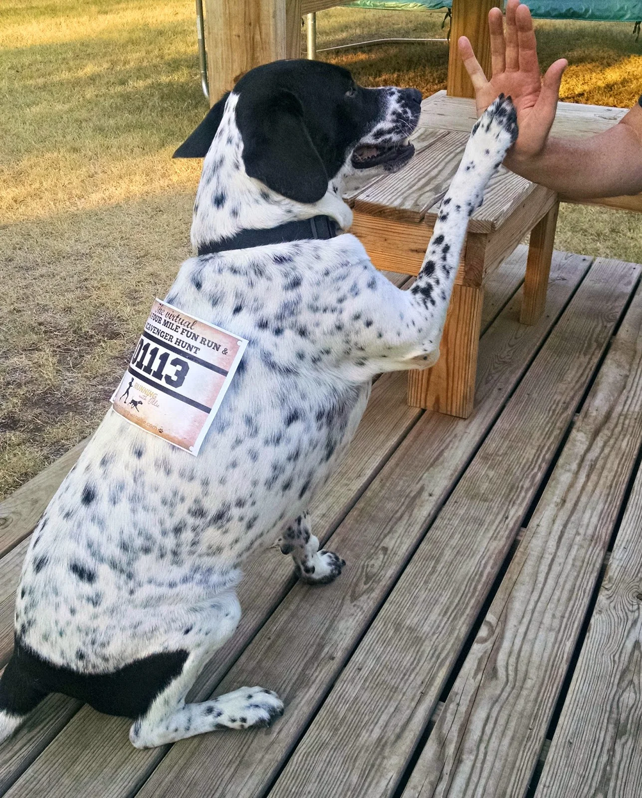 "I do tricks for treats. But don't push it though."