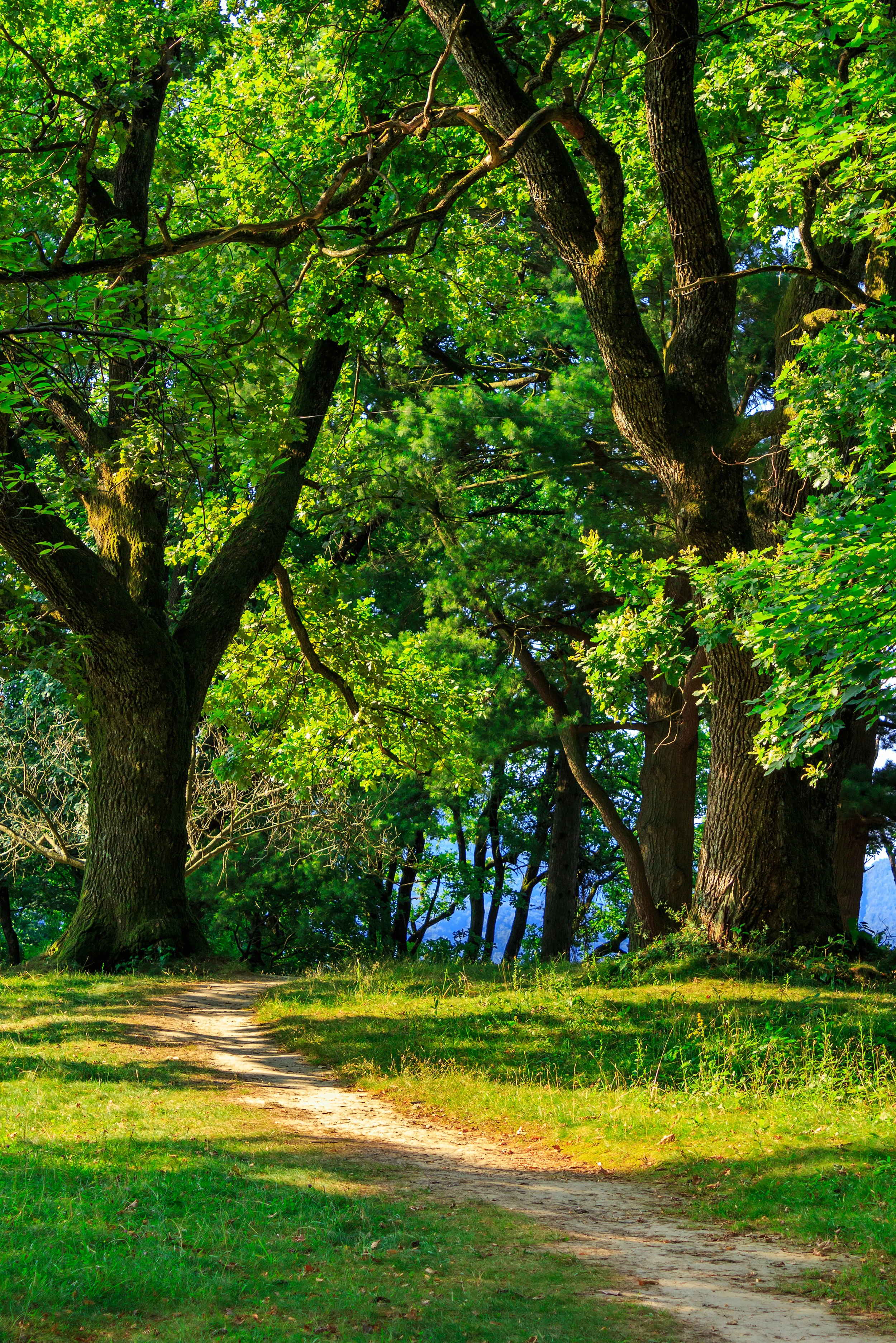 10 Essential Safety Tips for Runners