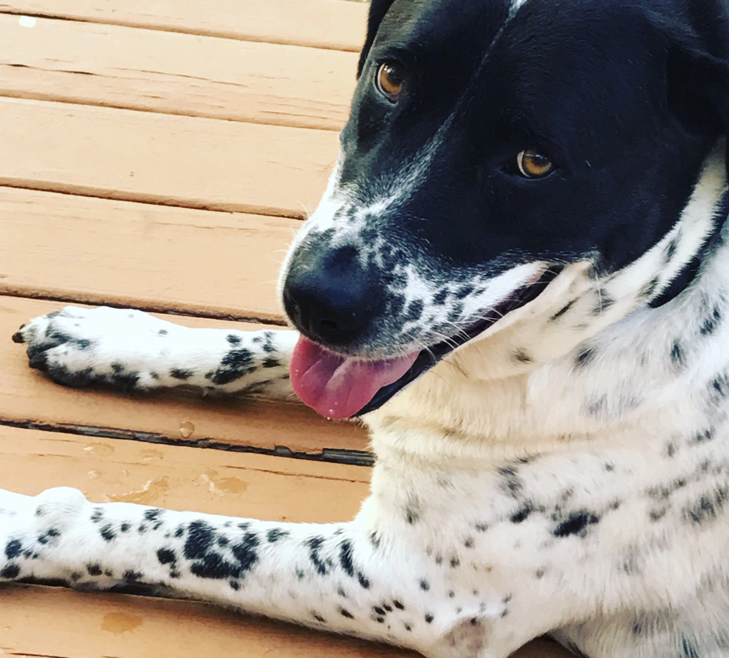 What You Need To Know About Healthy Habits From My Dog