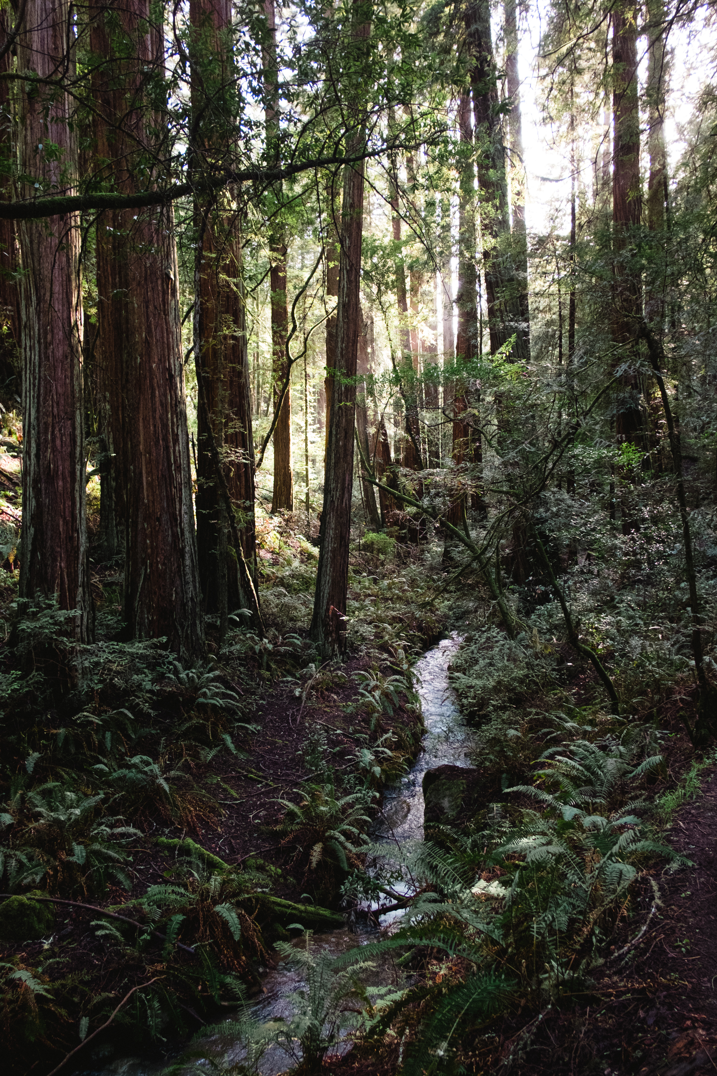 mount-tamalpais-vivianchen-8860.jpg