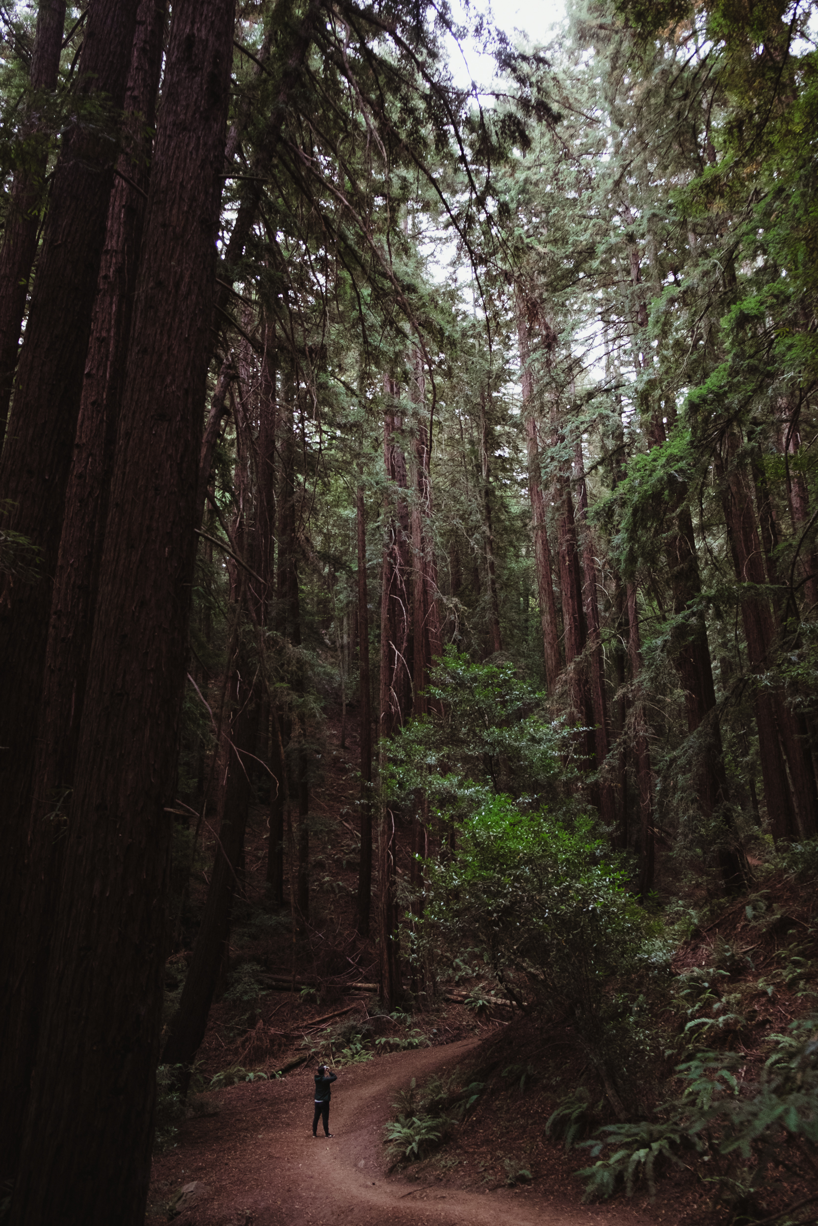 redwood-oakland-vivianchen-6089.jpg