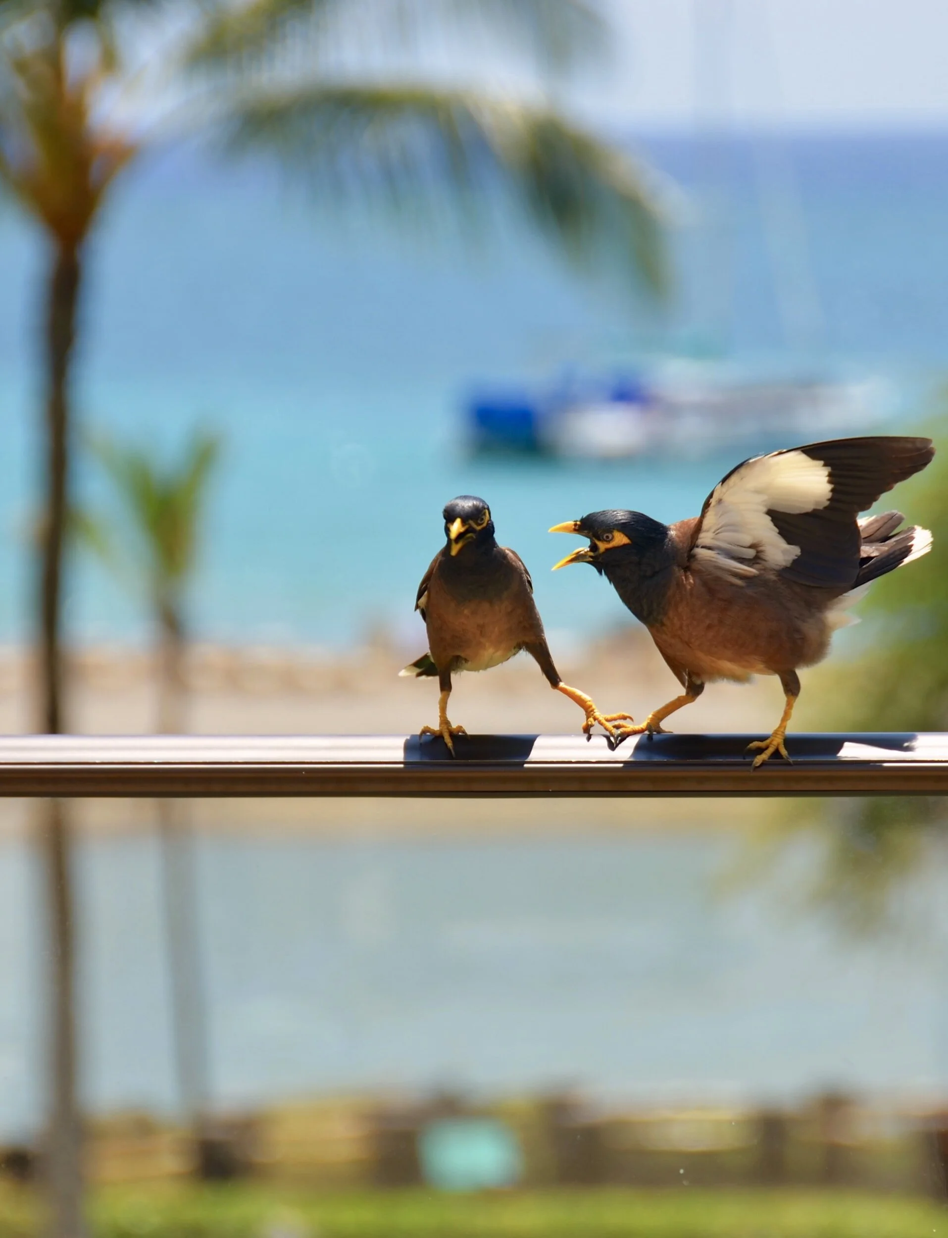 Florida child custody: Rosen fees against a vexatious party