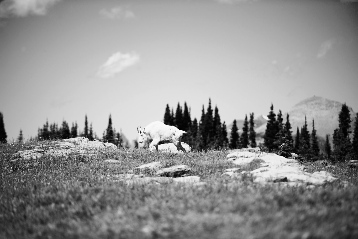 DSC_3325.jpg