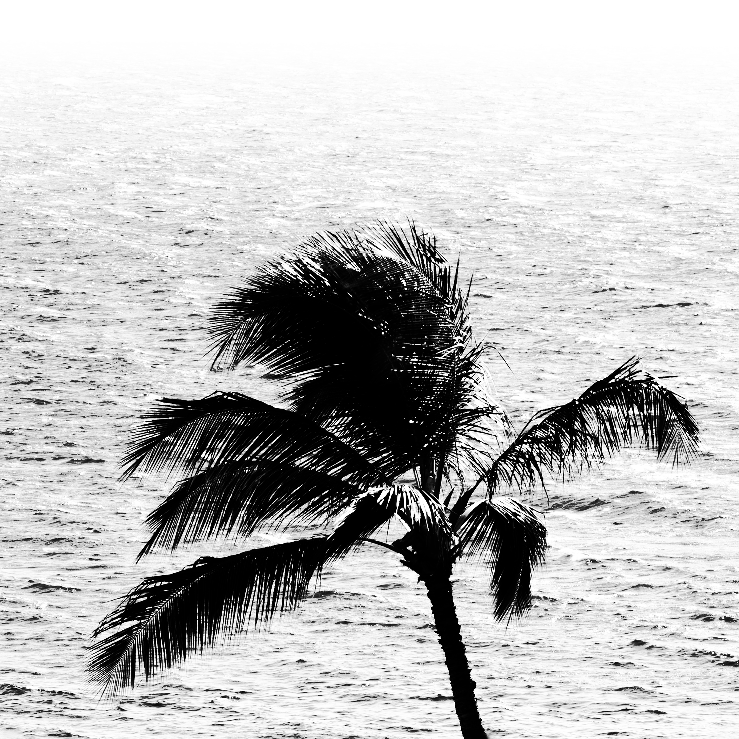 palm_ocean_reduced.jpg