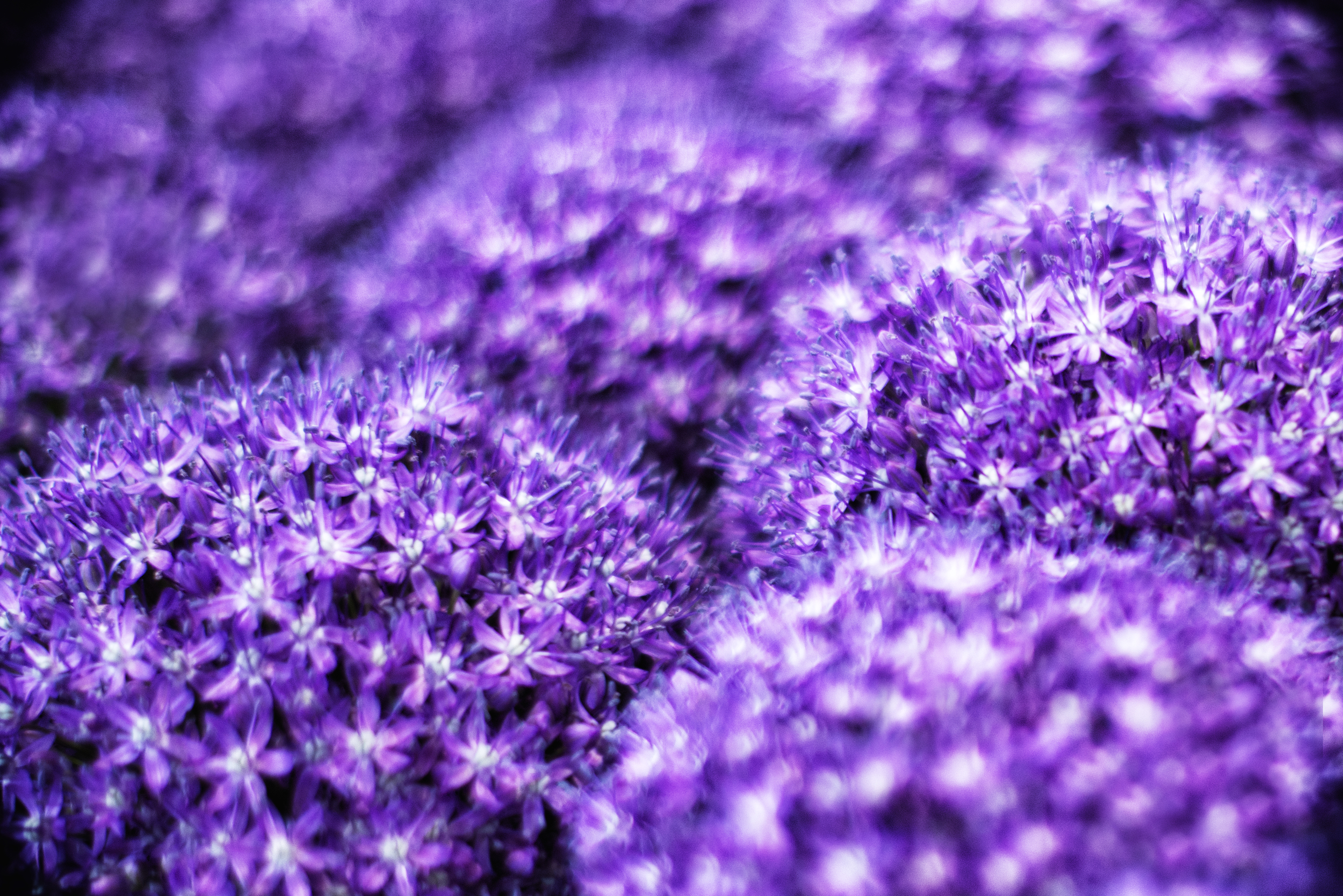 Purple Flower_Final.jpg