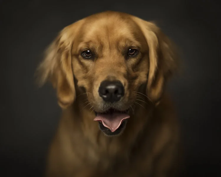 Penny.jpg
