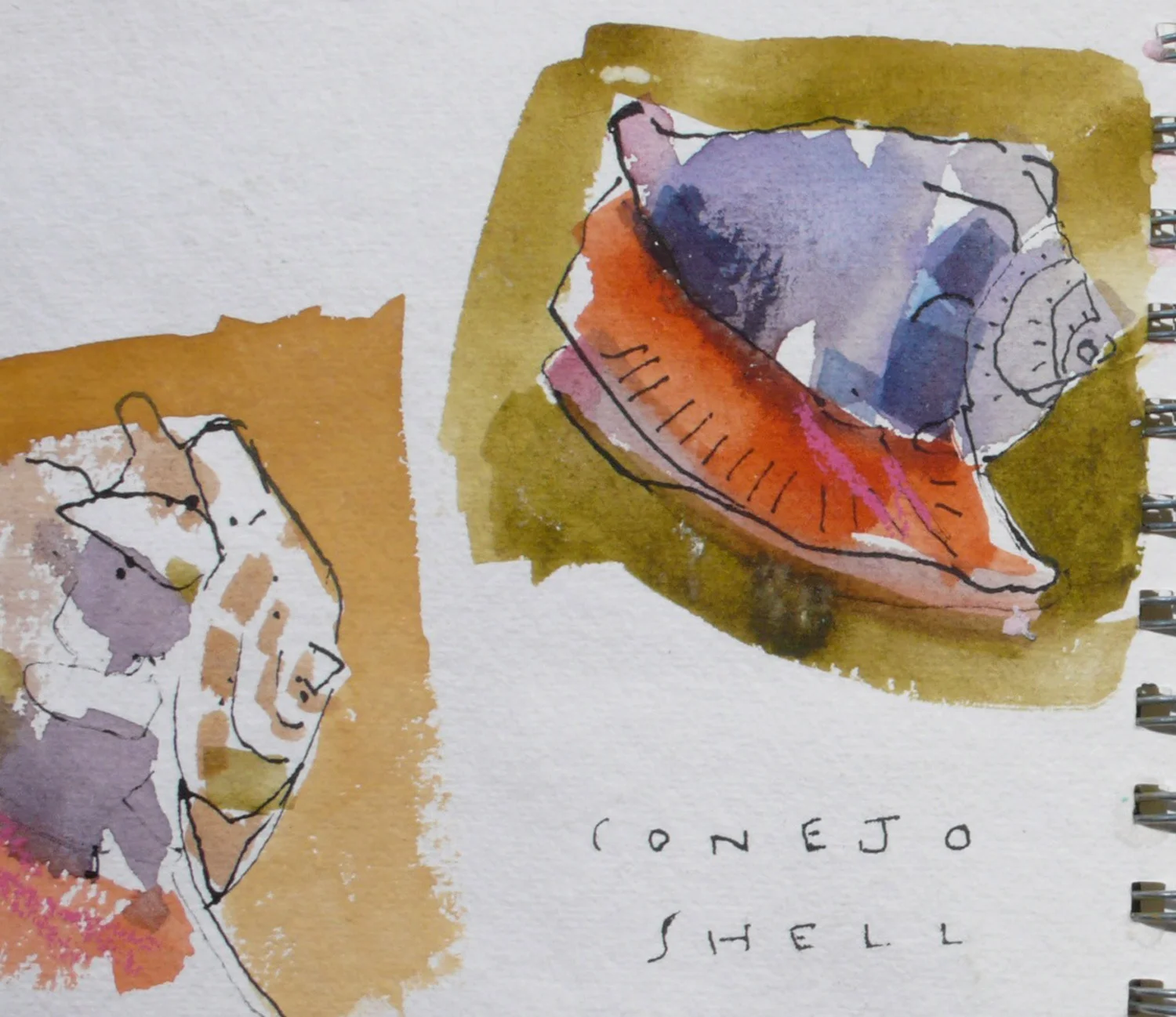  &nbsp;CONEJO SHELL   baja 