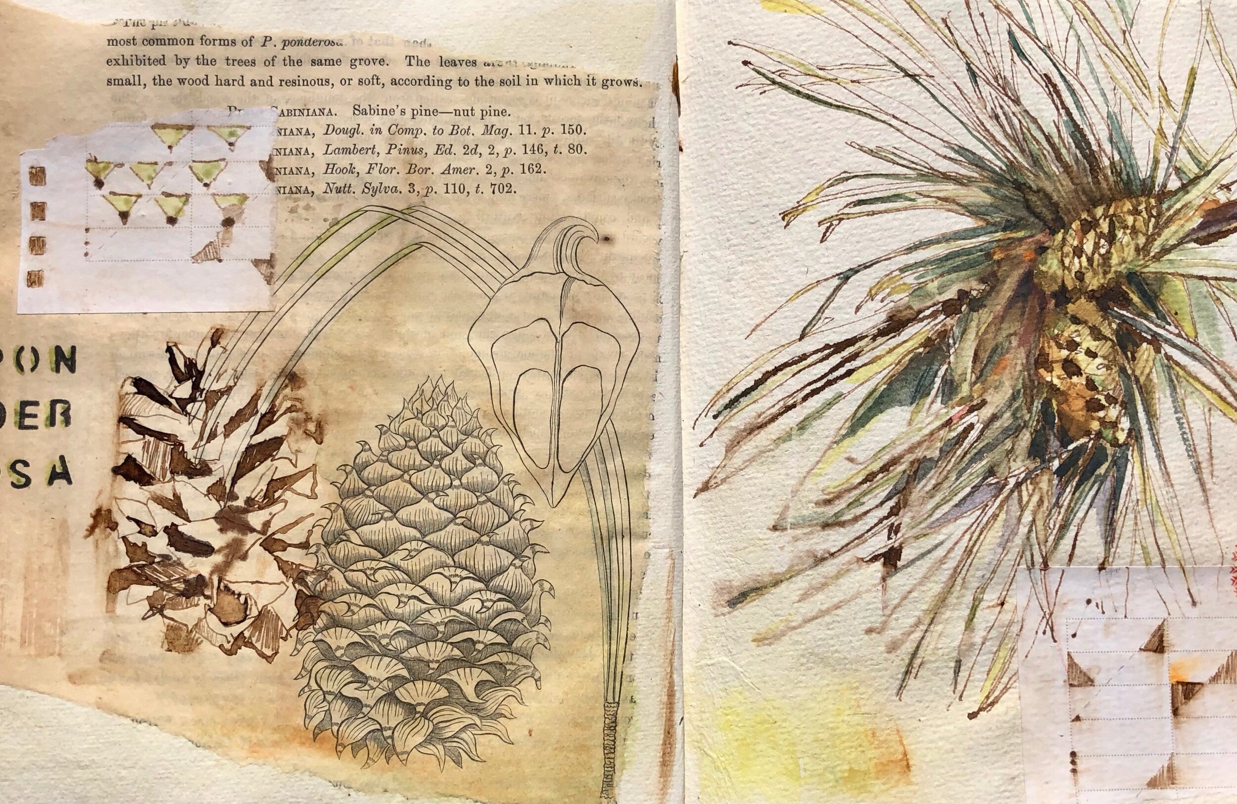  PONDEROSA    ridgway 