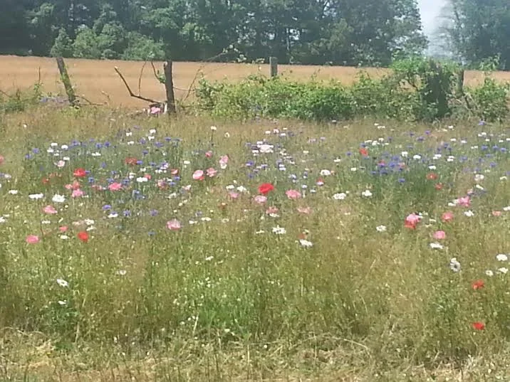 wildflowers.jpg