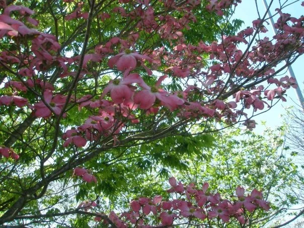 pinktree.jpg