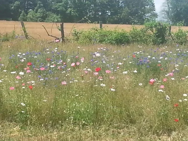 wildflowers.jpg