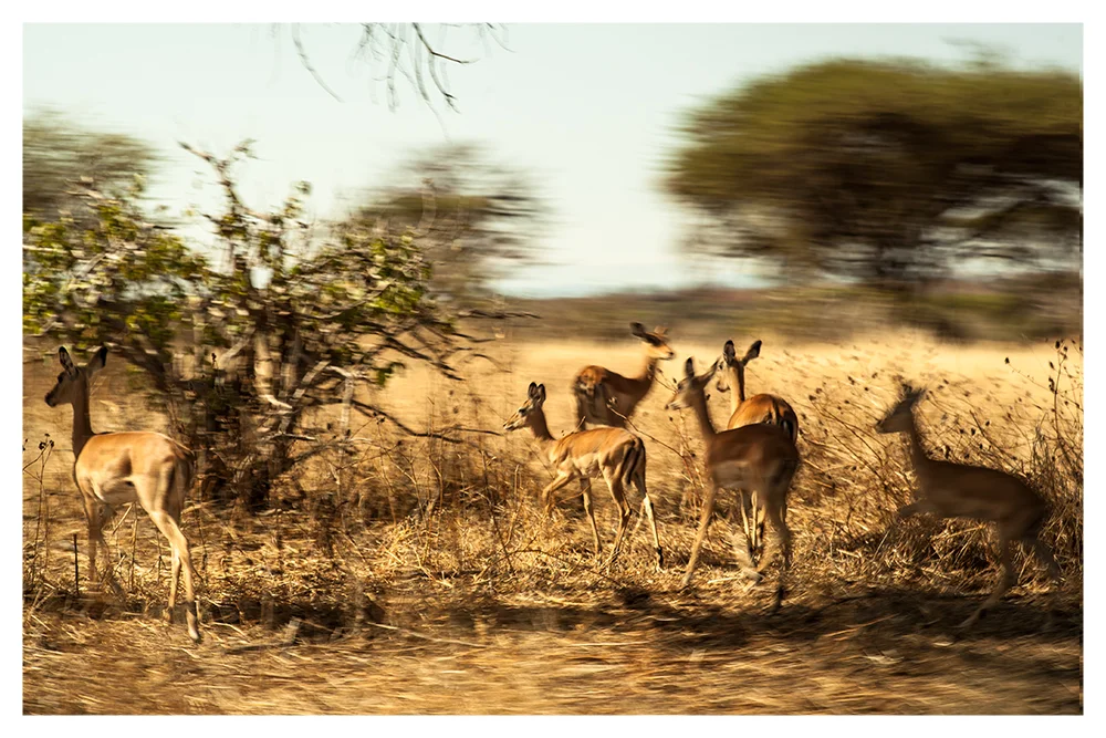 SS_RUAHA_PAGE_03.jpg