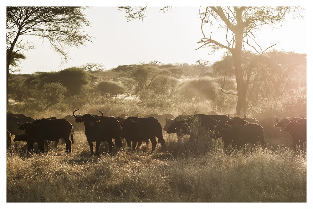 SS_RUAHA_PAGE_04.jpg