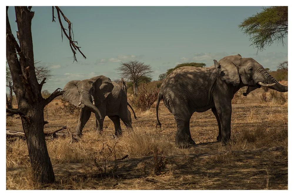 SS_RUAHA_PAGE_08.jpg