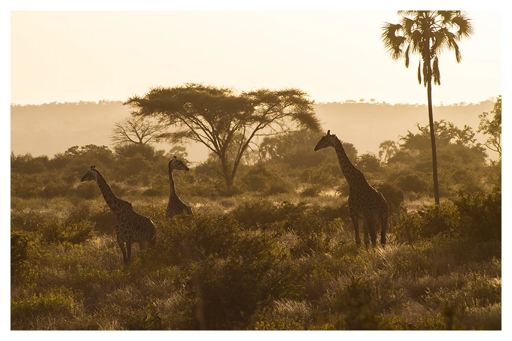 SS_RUAHA_PAGE_10.jpg
