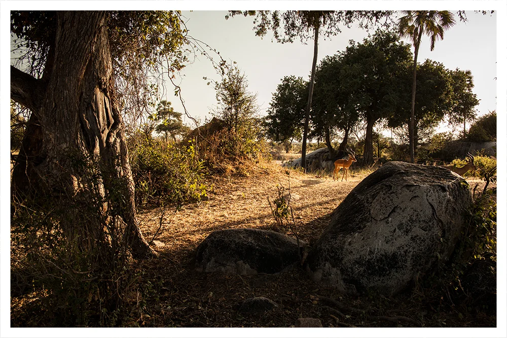 SS_RUAHA_PAGE_09.jpg