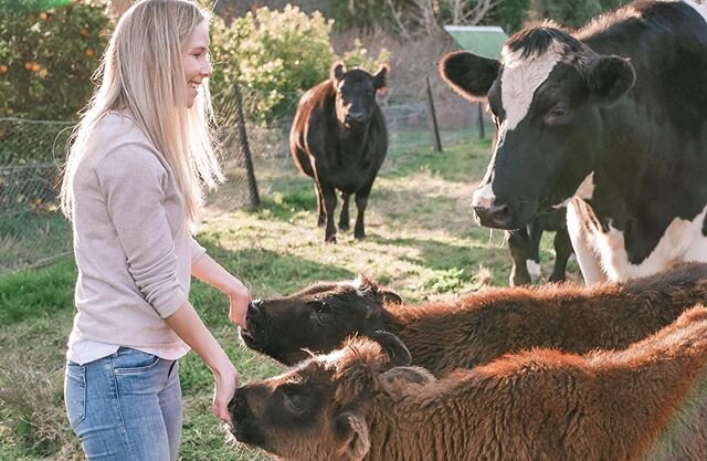 There were so many things I loved about this moment - big, old Moo coming over to say hello, the warm sunshine, those cheeky calves, my gorgeous sister behind the camera... I&rsquo;ll be keeping this memory tucked away in my heart💛✨