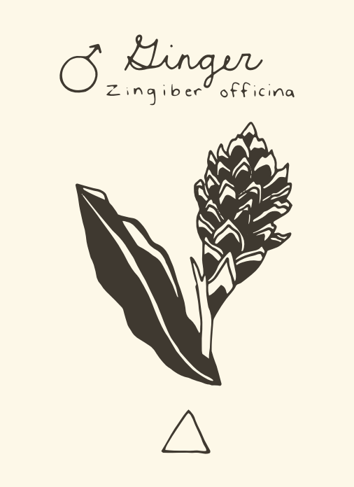 Ginger Flower Essence Release — Primrose apothecary