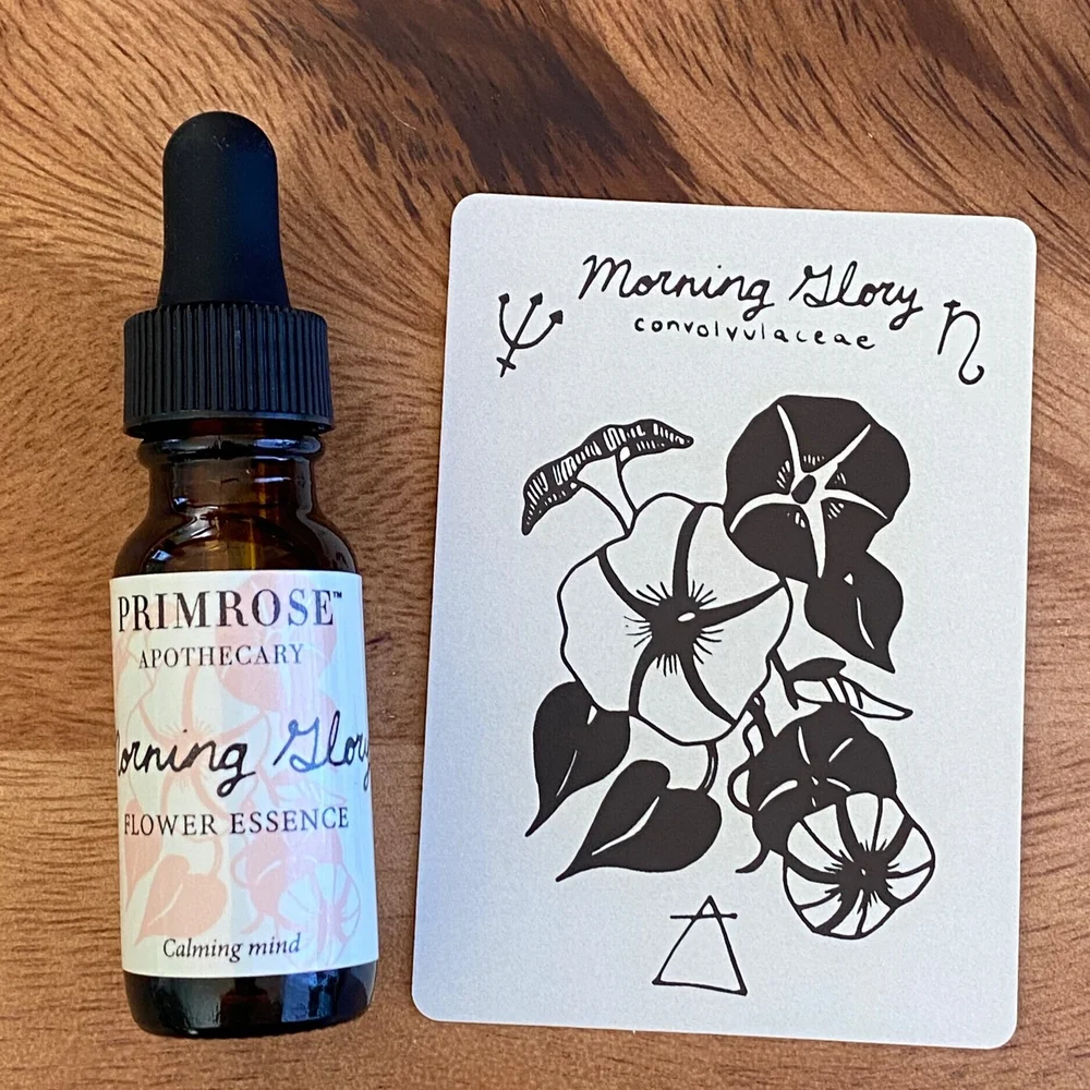 Morning Glory Flower Essence Benefits Best Flower Site