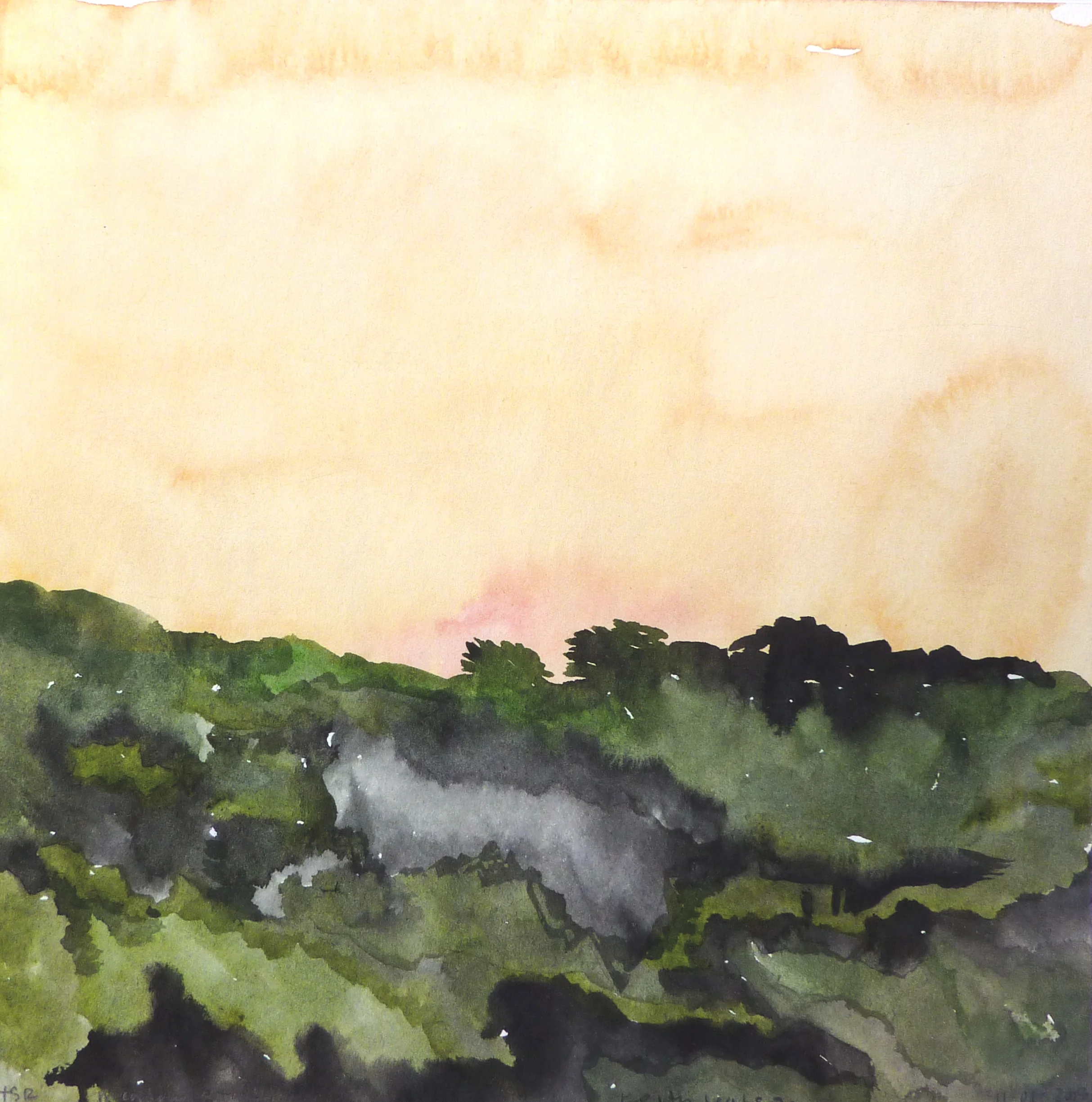    TSR Hedgerow Study   -w.c./sumi ink- 2009 