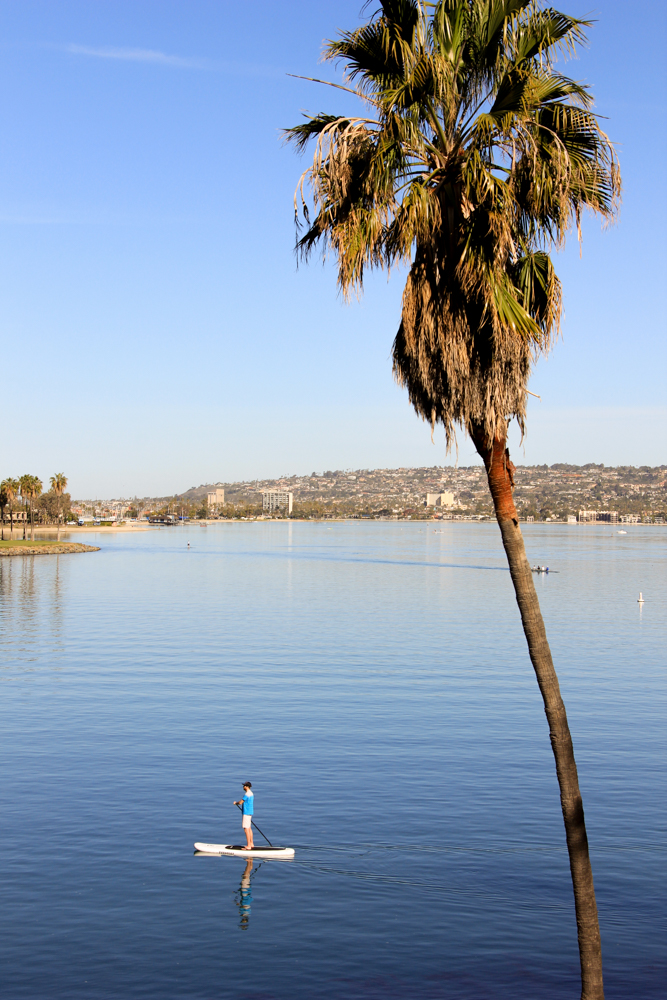 Palm trees and paddle boards