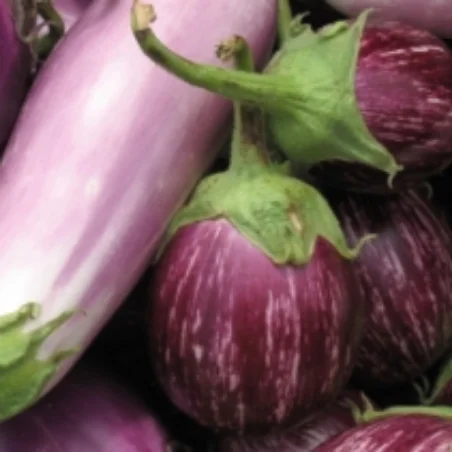 Very purple aubergines