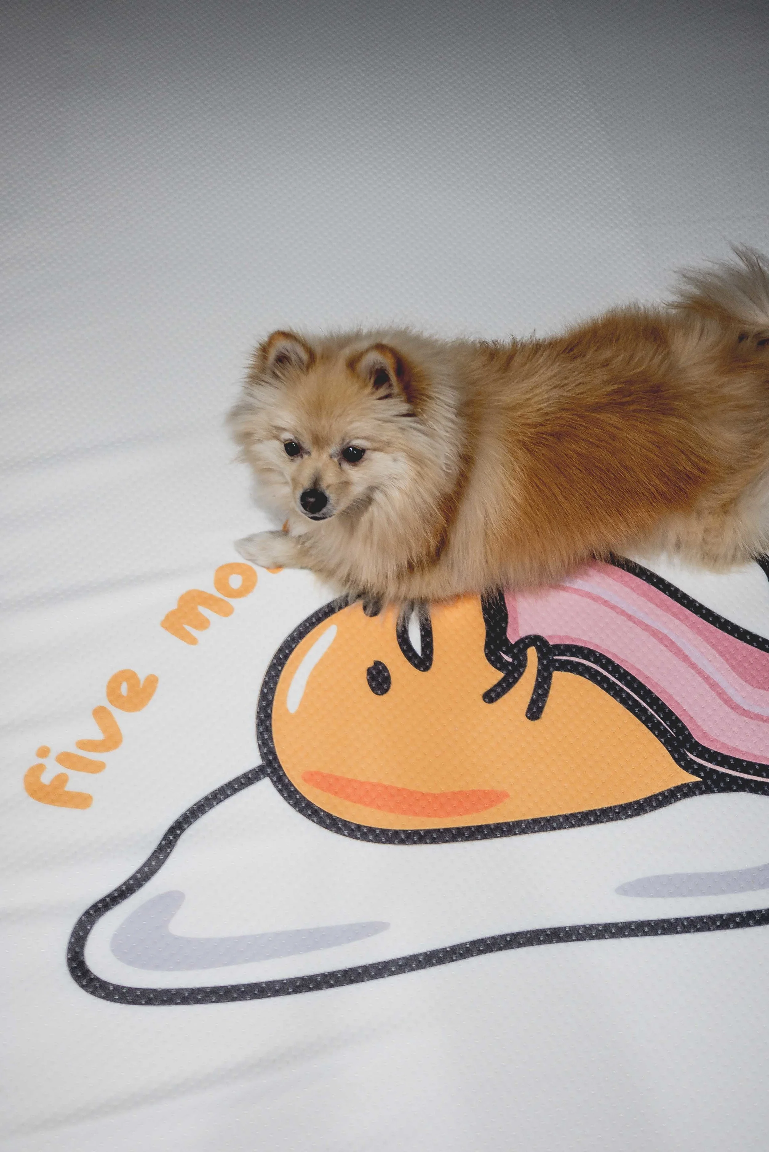 A mattress so soft and comfortable -- even pets love it!