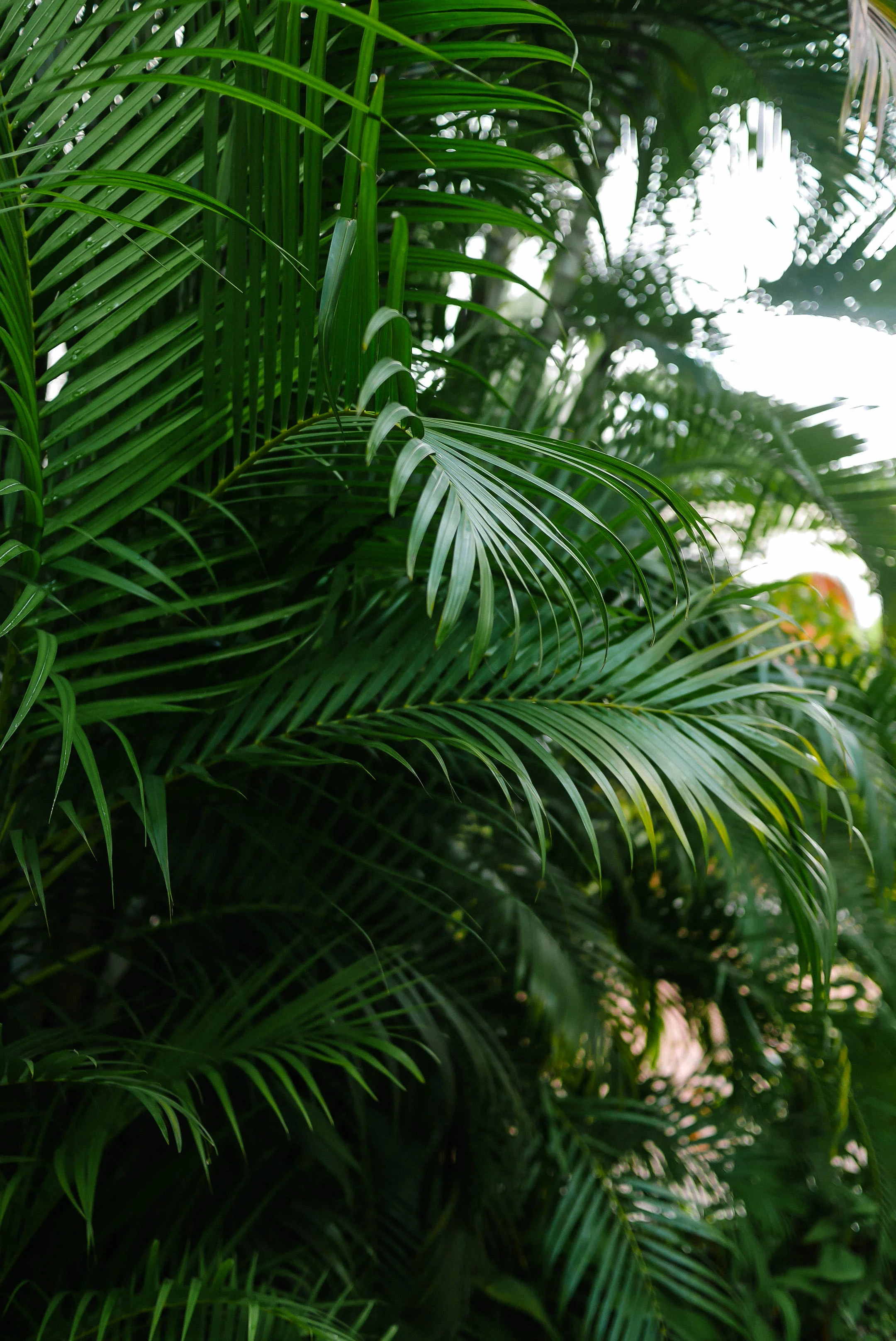 MYBELONGING-TOMMYLEI-DOMINICAN-REPUBLIC-UNESCO-SANTO-DOMINGO-TRAVEL-PHOTOGRAPHY-63.jpg