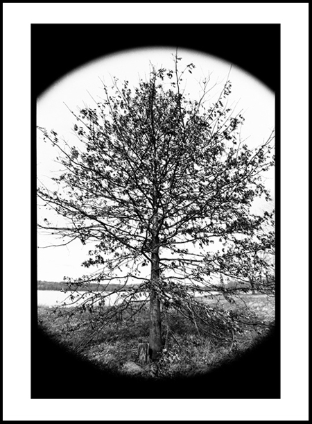 Tree1Positive.jpg