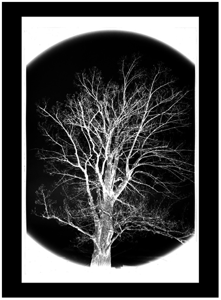 Tree3.jpg