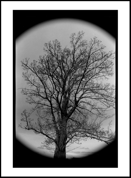Tree3Positive.jpg