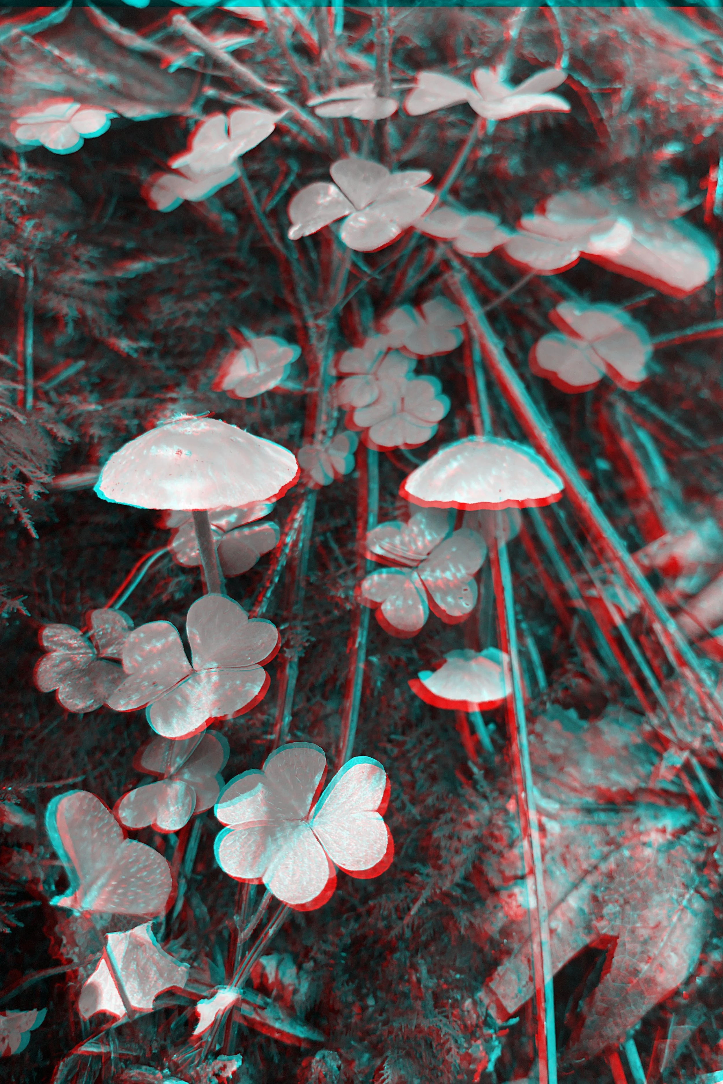 LHMushroom001.jpg