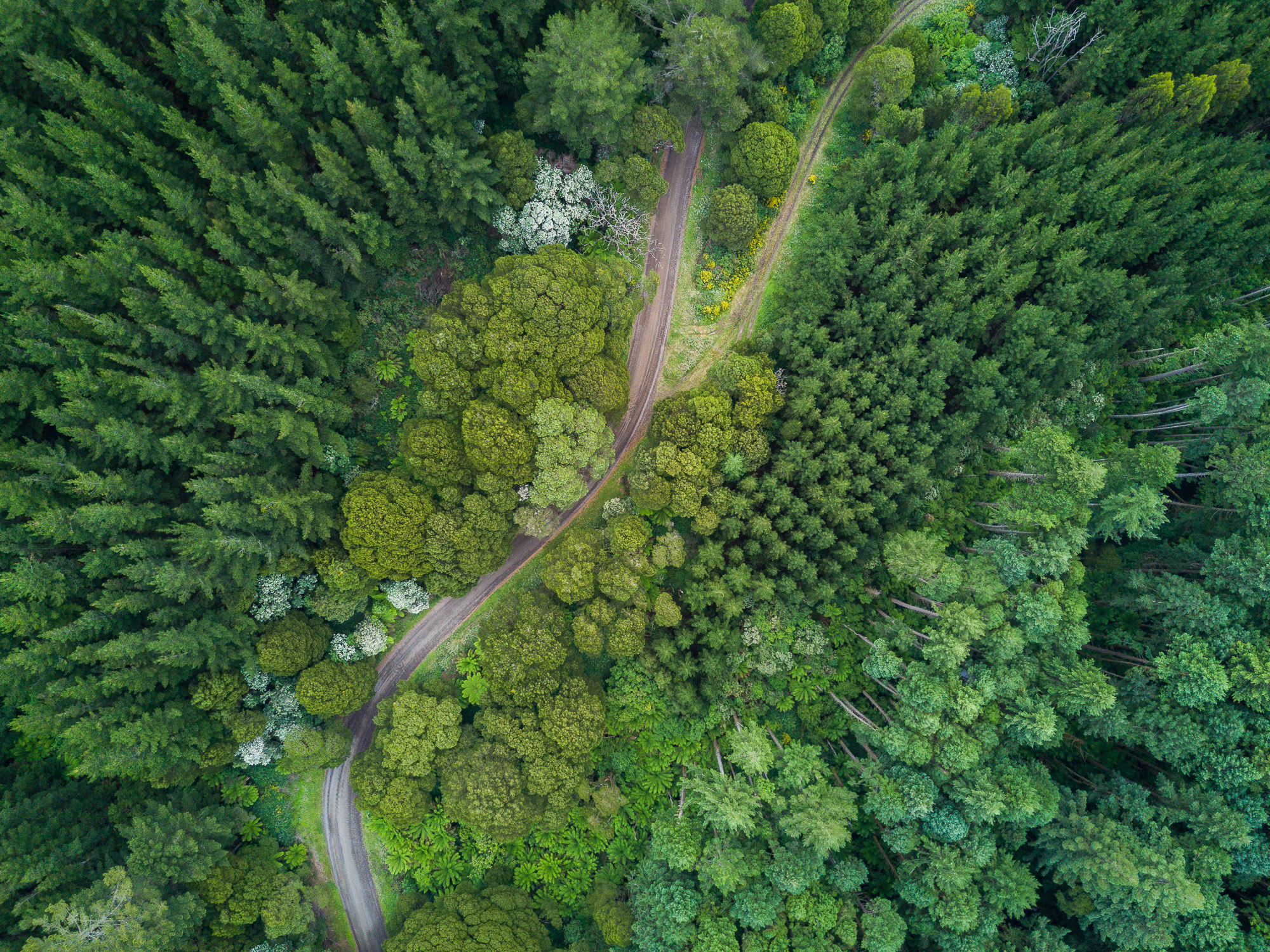 Beech Forest, Victoria