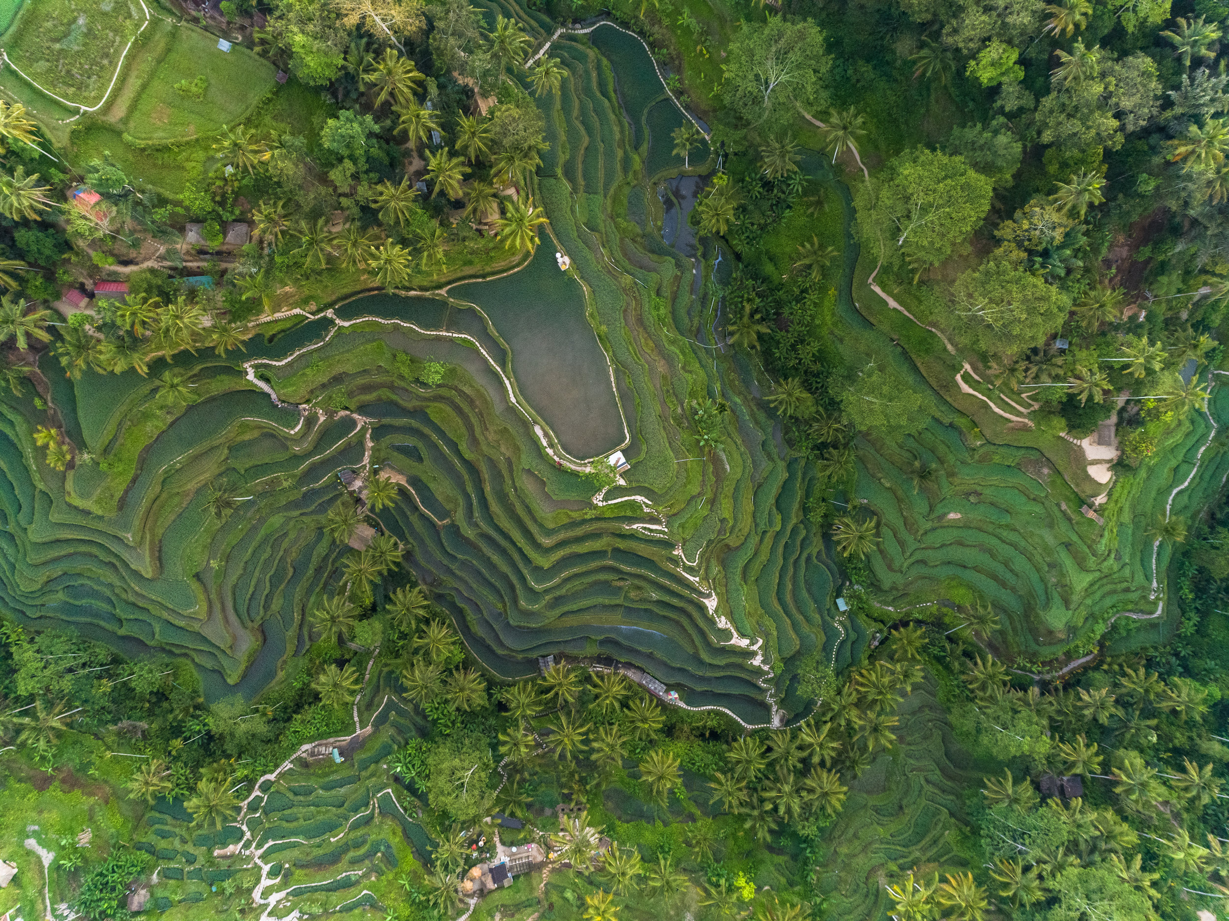 Rice Terraces, Ubud, Bali