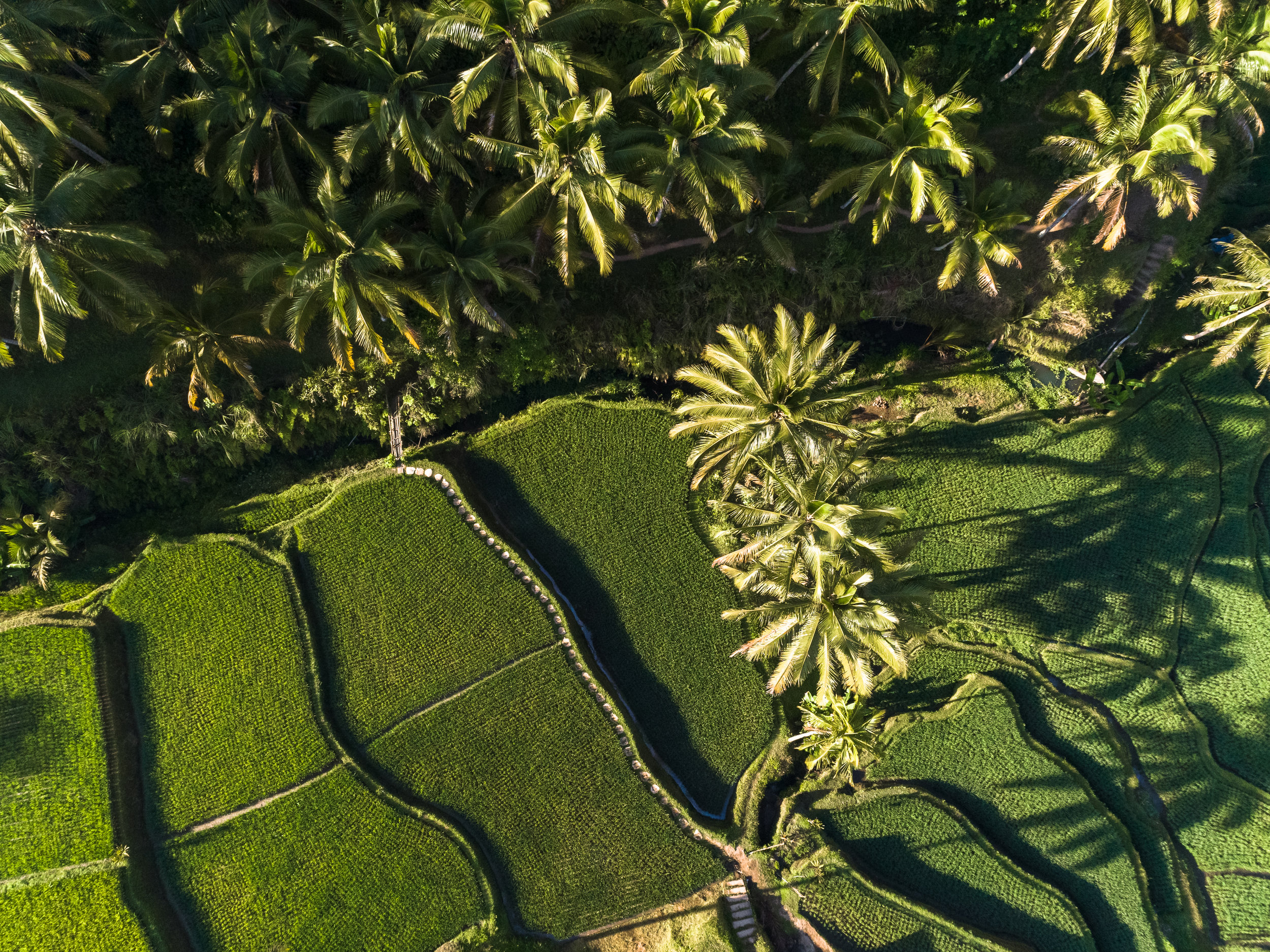 Rice Terraces, Ubud, Bali