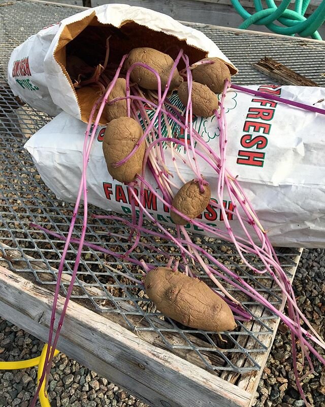 Happy to be back at @revisionfarm! Here&rsquo;s some nice looking potato sprouts from today

#potato #revisionurbanfarm #sprout #farm #foodphotography #happyspring