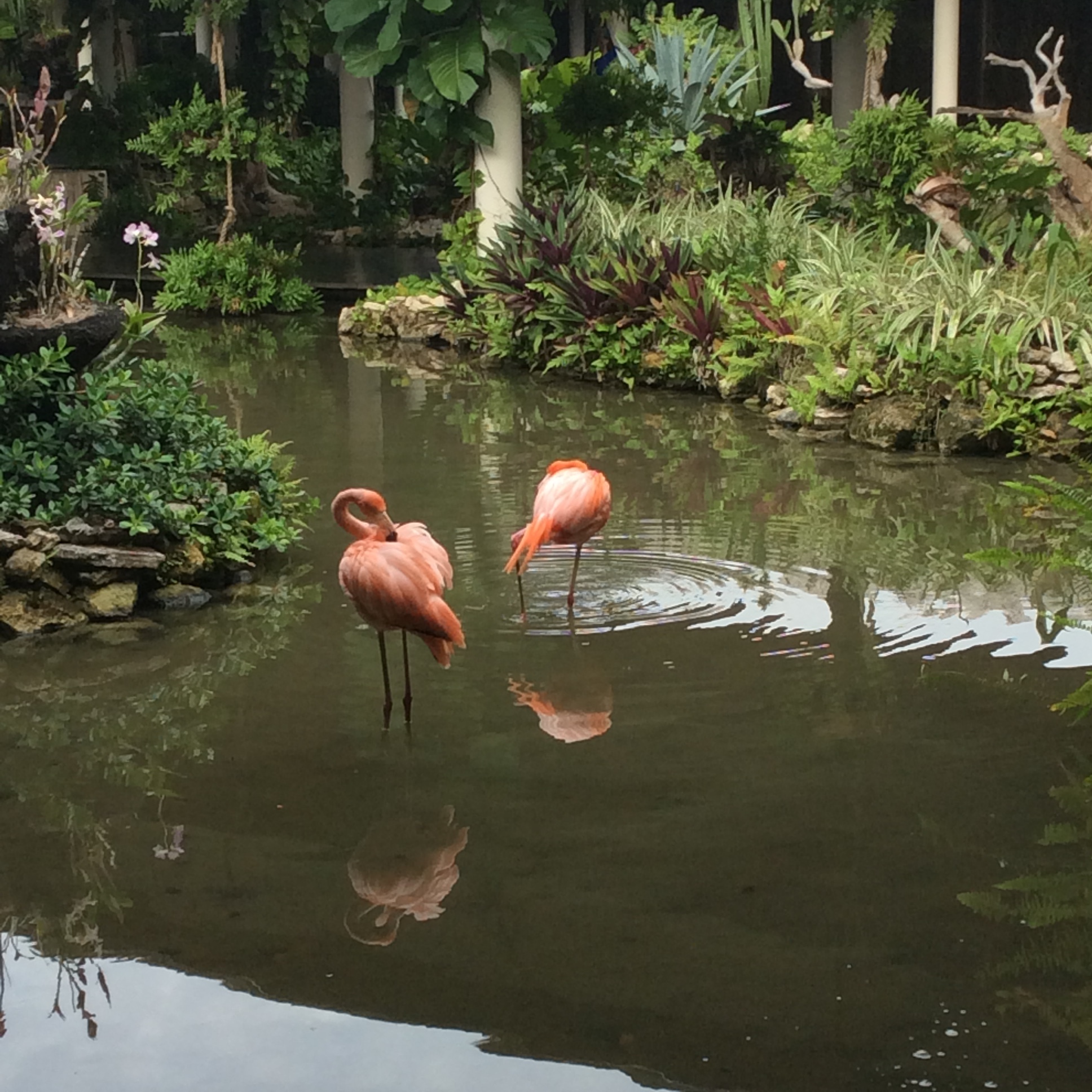 paradisus pc flamingos.JPG