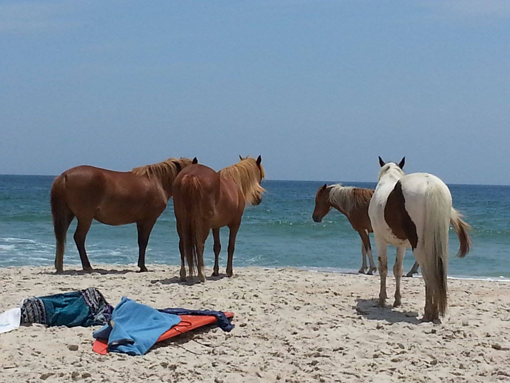 assateague.jpg