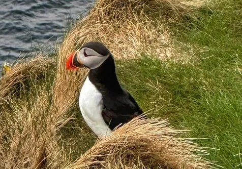 Returning to the Shetland Islands: Puffins, People, and Unforgettable Places