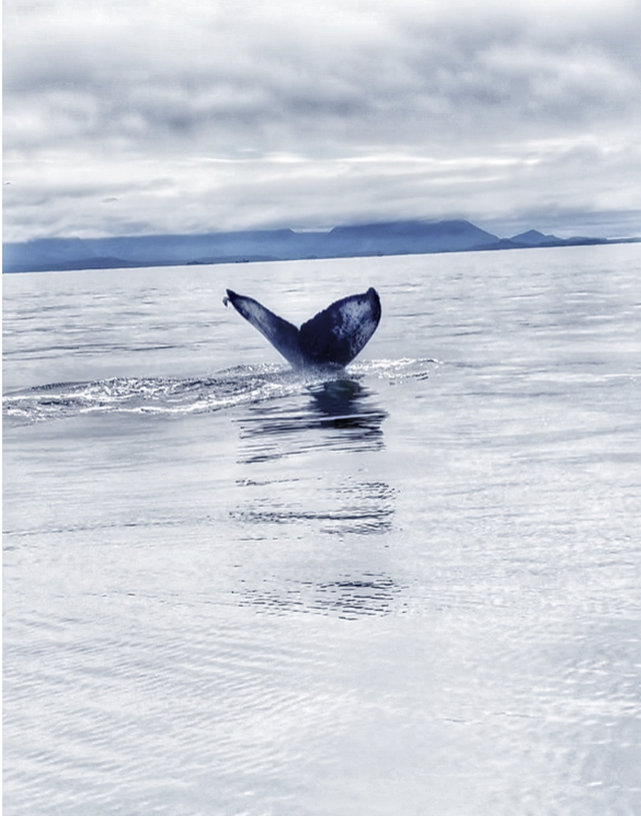 Virgin Voyages Takes on Alaska: Our Brilliant Lady Experience