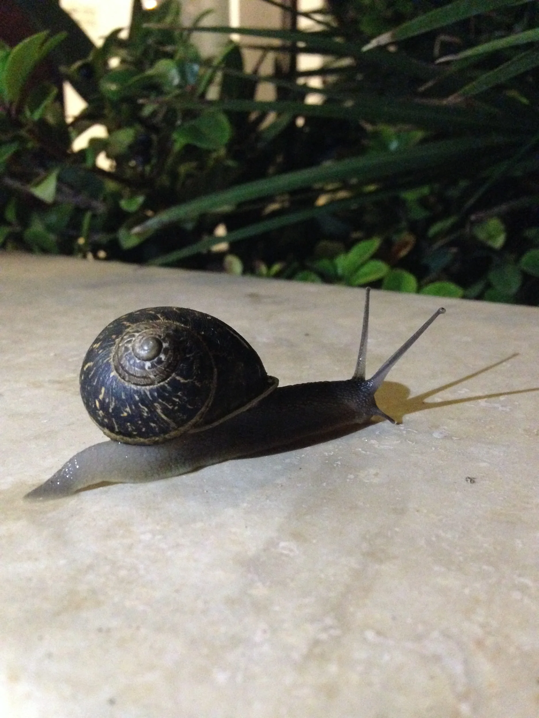 We didn't take a photo of the snail yesterday, but this is an Israeli friend we took a photo of a few months back. :)