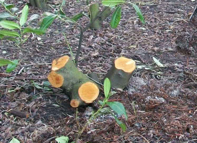 Adventitious buds just below the bark will soon grow into new stems on this Cherry Laurel stump