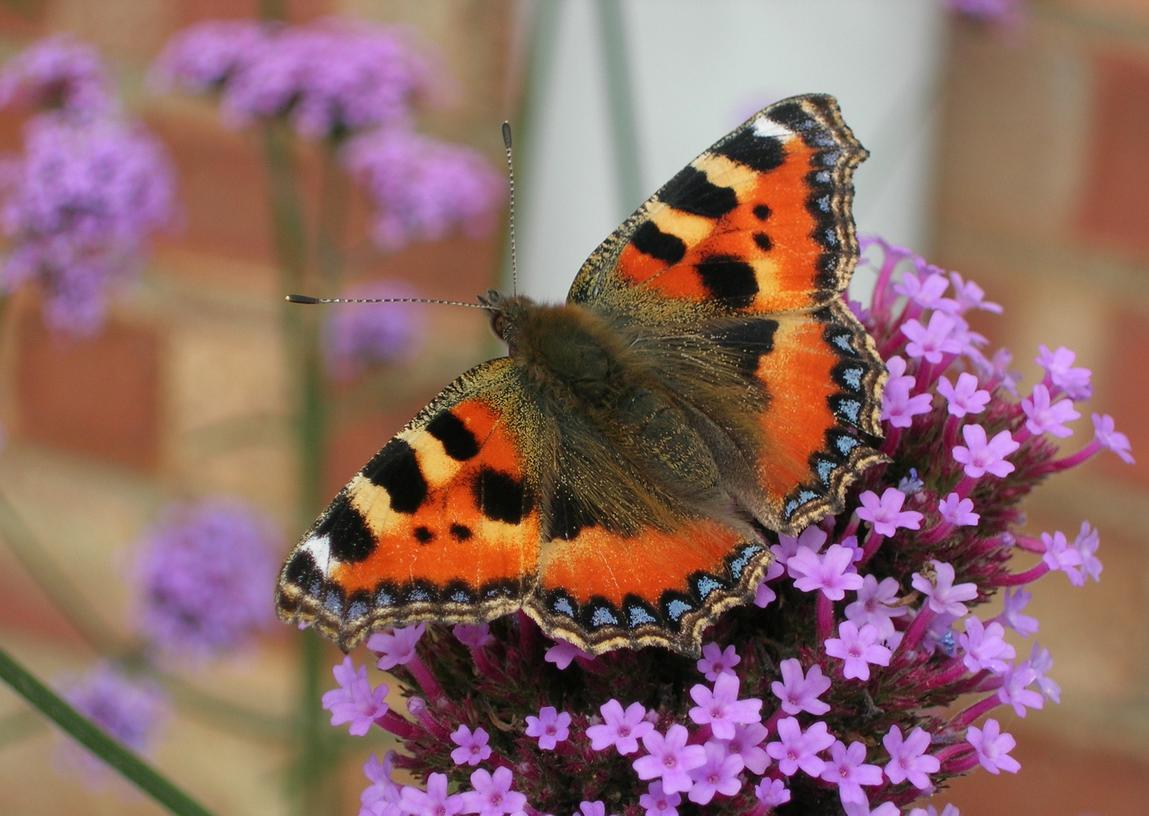 Small Tortoiseshell