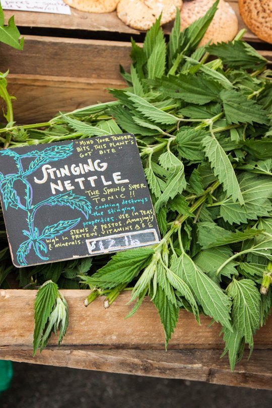 stinging-nettle1